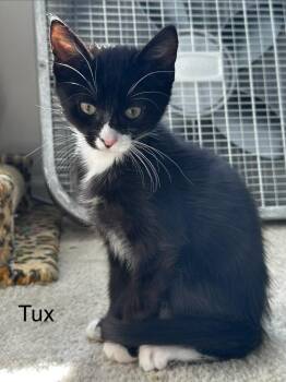 Tux (Lightwell Litter) -  Domestic Short Hair Cat for Adoption in Telford, Pennsylvania - Tux (Lightwell Litter) | PetCurious