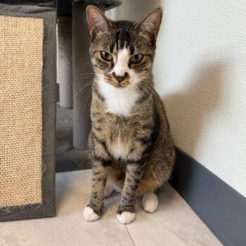 Domestic Short Hair Cats Available for Adoption - Weeble | PetCurious