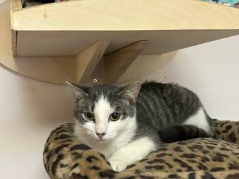 Domestic Short Hair Cats Available for Adoption - Powder | PetCurious