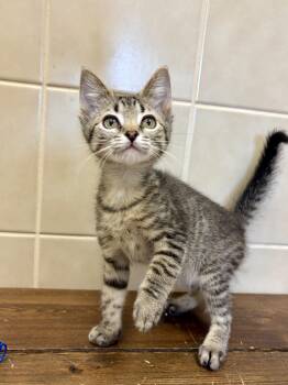 Timmy -  Domestic Short Hair Cat for Adoption in Kerrville, Texas - Timmy | PetCurious