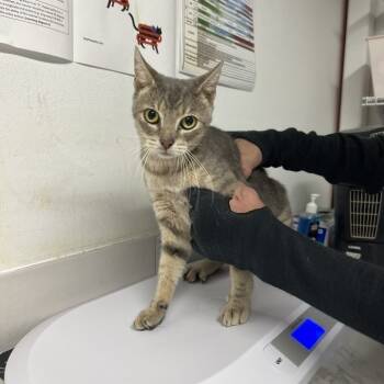 Rescue Domestic Short Hair Cats for Adoption in St. Louis, Missouri - Honeycrisp Apple | PetCurious