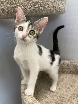 Reiley -  Domestic Short Hair Cat for Adoption in West Palm Beach, Florida - Reiley | PetCurious