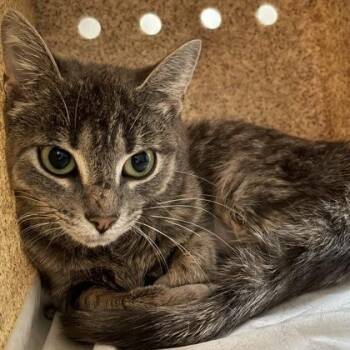 Grace (Spirit Cat) -  Domestic Short Hair Cat for Adoption in Swanzey, New Hampshire - Grace (Spirit Cat) | PetCurious