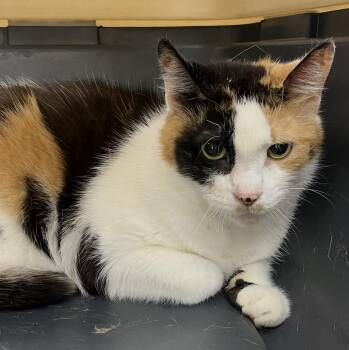 Scarlett -  Domestic Short Hair and Calico Cat for Adoption in Mendham, New Jersey - Scarlett | PetCurious