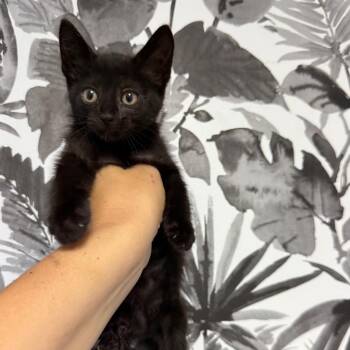 Domestic Short Hair Cats Available for Adoption in Wahiawa, Hawaii - Naan | PetCurious