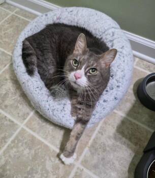 Mimi -  Domestic Medium Hair Cat Available for Adoption in Buford, Georgia - Mimi | PetCurious