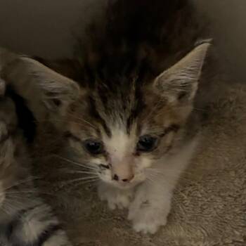 Domestic Short Hair Cats Available for Adoption in Yuma, Arizona - Tom | PetCurious