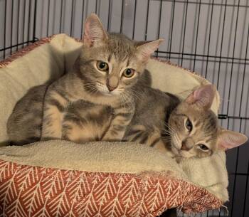 Mila -  Domestic Short Hair Cat for Adoption in Pompano Beach, Florida - Mila | PetCurious