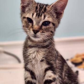 Mike Wazowski -  Domestic Short Hair Cat for Adoption in Bel Air, Maryland - Mike Wazowski | PetCurious