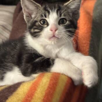 Rescue Domestic Short Hair Cats for Adoption in San Francisco, California - Treble | PetCurious