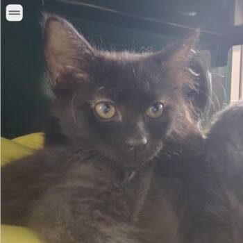Waldo -  Domestic Medium Hair Cat for Adoption in Springtown, Texas - Waldo | PetCurious
