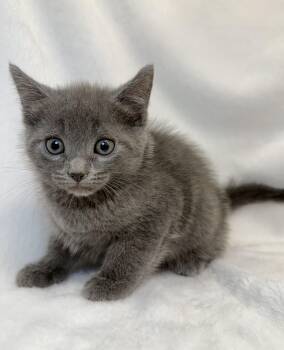 Bluebell -  Domestic Short Hair Cat for Adoption in Greensboro, North Carolina - Bluebell | PetCurious