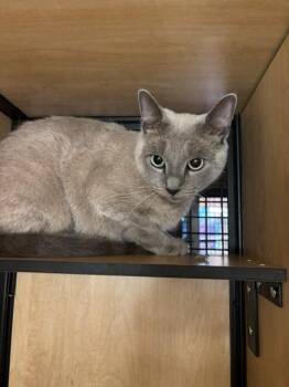Sophie -  Domestic Short Hair Cat for Adoption in New York, New York - Sophie | PetCurious