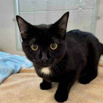 Domestic Short Hair Cats Available for Adoption in Wheaton, Illinois - Sonny | PetCurious