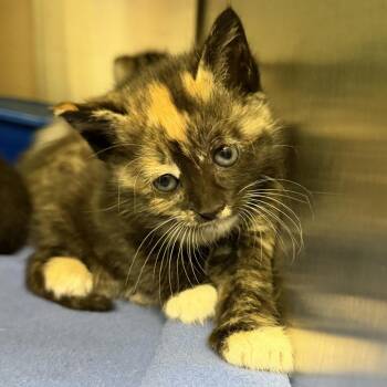 Domestic Short Hair Cats Available for Adoption in Keizer, Oregon - Robin | PetCurious