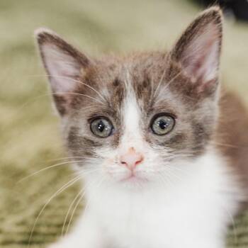 Domestic Short Hair Cats Available for Adoption in Los Angeles, California - Diana | PetCurious