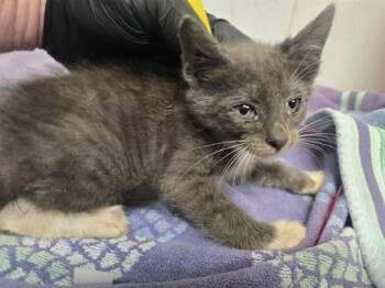 A884663 -  Domestic Short Hair Cat for Adoption in Camarillo, California - A884663 | PetCurious