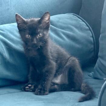 Spider Monkey 16 -  Domestic Short Hair Cat for Adoption in Austin, Texas - Spider Monkey 16 | PetCurious