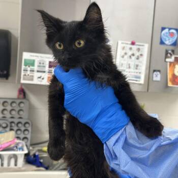 Petro -  Domestic Short Hair Cat for Adoption in Indianapolis, Indiana - Petro | PetCurious
