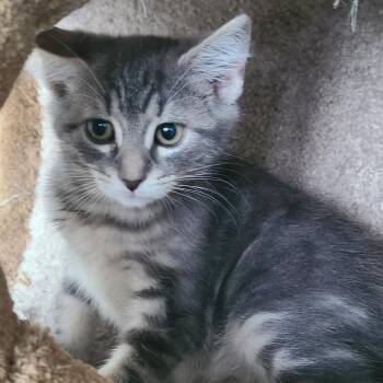 Sea Slug -  Domestic Short Hair Cat for Adoption in Oak Park, Illinois - Sea Slug | PetCurious