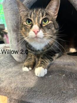 Willow 2.0 -  Domestic Short Hair Cat for Adoption in Cambridge, Maryland - Willow 2.0 | PetCurious
