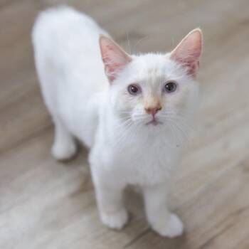 Nate -  Siamese Cat for Adoption in Los Angeles, California - Nate | PetCurious