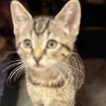 T Rex -  Domestic Short Hair Cat for Adoption in South Elgin, Illinois - T Rex | PetCurious