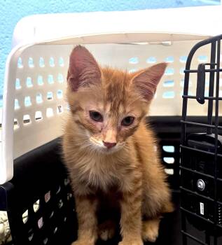 Jonah -  Domestic Short Hair and Tabby Cat for Adoption in Magnolia Springs, Alabama - Jonah | PetCurious