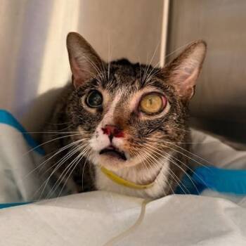 Rescue Domestic Short Hair Cats for Adoption in New York, New York - Mike | PetCurious