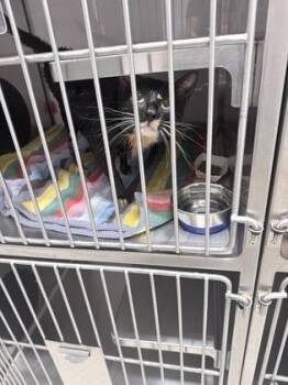 Mac -  Domestic Short Hair Cat for Adoption in Gastonia, North Carolina - Mac | PetCurious