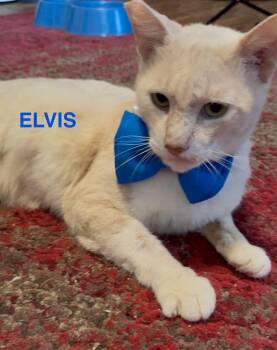 Rescue Domestic Short Hair Cats for Adoption in Sugar Land, Texas - Elvis (love Me Tender!) | PetCurious