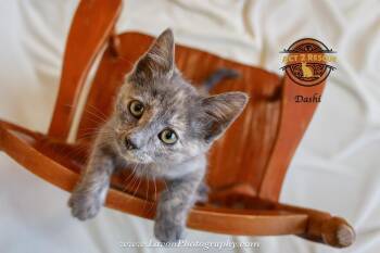 Domestic Short Hair Cats Available for Adoption - Dashi | PetCurious