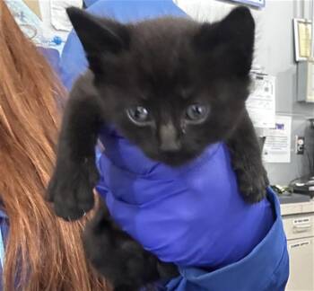 Domestic Short Hair Cats Available for Adoption in Dallas, Texas - STORM | PetCurious