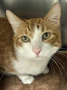 Jack Jack - Bonded Pair -  Tabby Cat Available for Adoption in Los Angeles, California - Jack Jack - Bonded Pair | PetCurious