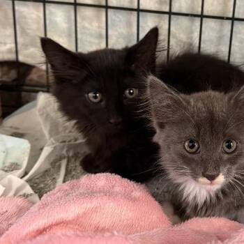 Clyde -  Domestic Long Hair Cat for Adoption in Long Beach, California - Clyde | PetCurious