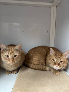 Rescue Domestic Short Hair Cats for Adoption in Alexandria, Virginia - Nigel & Cyril - Bonded Brothers | PetCurious