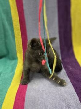 Empress Espresso -  Domestic Short Hair Cat for Adoption in Westland, Michigan - Empress Espresso | PetCurious