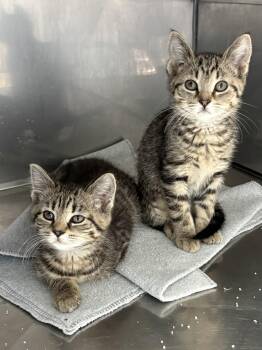 American Shorthair Cats Available for Adoption in Big Rapids, Michigan - Amy And Annabelle  | PetCurious