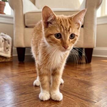 Alaina -  Domestic Short Hair Cat for Adoption in Pittsfield, Illinois - Alaina | PetCurious
