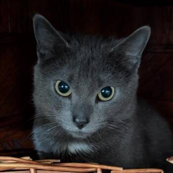 Domestic Short Hair Cats Available for Adoption - Lily | PetCurious
