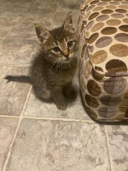 Domestic Medium Hair Cats Available for Adoption in Little Rock, Arkansas - Kevin | PetCurious