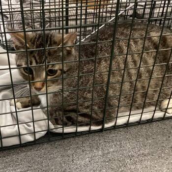 Domestic Short Hair Cats Available for Adoption in Montgomery, Alabama - Calypso | PetCurious