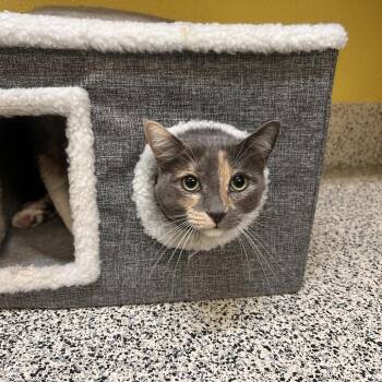 Hermione -  Domestic Short Hair Cat for Adoption in Fresno, California - Hermione | PetCurious