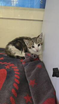 A883715 -  Domestic Short Hair Cat for Adoption in Camarillo, California - A883715 | PetCurious