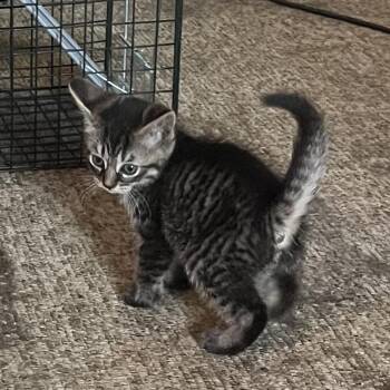 Lillith -  Domestic Short Hair Cat for Adoption in York, Pennsylvania - Lillith | PetCurious