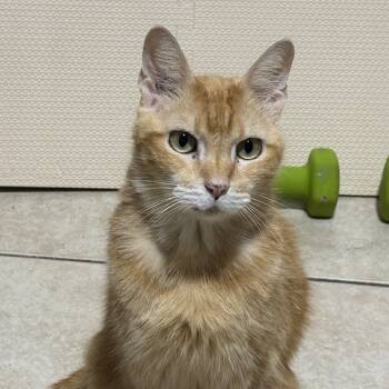 Rescue Domestic Short Hair Cats for Adoption in Houston, Texas - Peewee | PetCurious