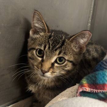 Rescue Domestic Short Hair Cats for Adoption in Napoleon, Ohio - Rowan 80C25 | PetCurious