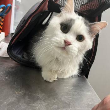 Alpha -  Domestic Medium Hair Cat for Adoption in Chattanooga, Tennessee - Alpha | PetCurious