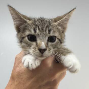 Prince Florian -  Domestic Short Hair Cat for Adoption in Calverton, New York - Prince Florian | PetCurious