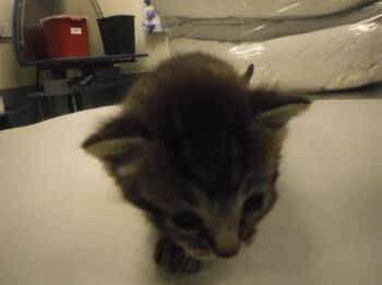 Domestic Short Hair Cats Available for Adoption in Doral, Florida - LIZZY | PetCurious